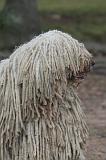 KOMONDOR 163